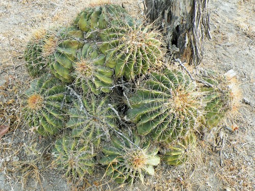 Parrycactus echidne