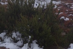 Cliffortia paucistaminea