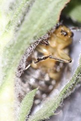 Trirhabda luteocincta