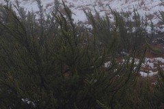 Cliffortia paucistaminea