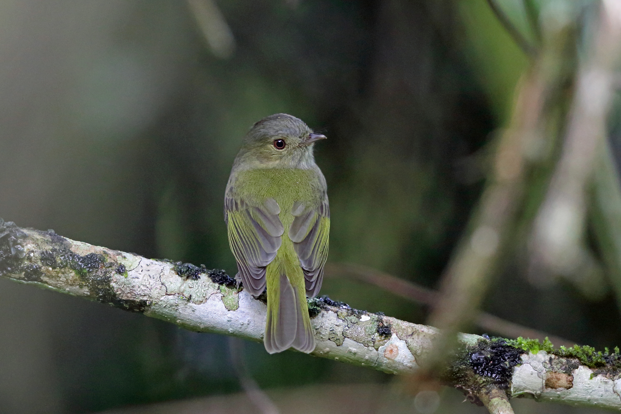 Serra do Mar Tyrant-Manakin illustration