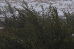 Cliffortia paucistaminea