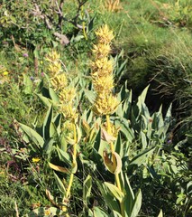 Gentiana lutea symphyandra