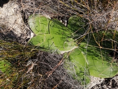 Brunsvigia orientalis
