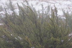 Cliffortia paucistaminea