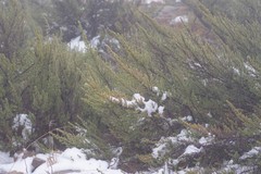 Cliffortia paucistaminea