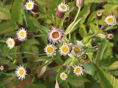 Erigeron acris kamtschaticus