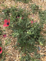 Papaver hybridum
