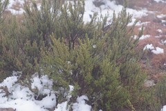 Cliffortia paucistaminea