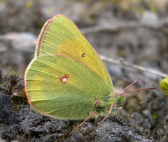 Colias hecla