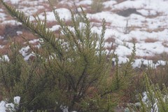 Cliffortia paucistaminea