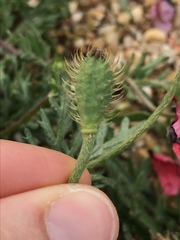 Papaver hybridum