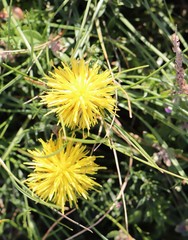 Centaurea rupestris