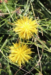 Centaurea rupestris