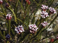 Sonderothamnus speciosus