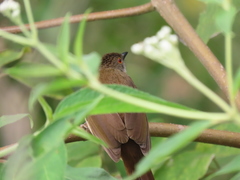 Rubigula erythropthalmos