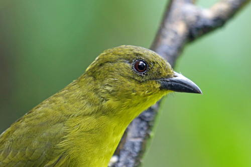 Orthogonys chloricterus
