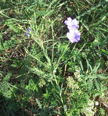 Linum nervosum