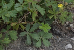 Potentilla argentea