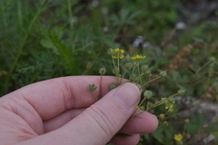 Potentilla argentea