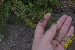 Potentilla argentea