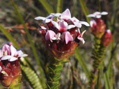 Sonderothamnus speciosus