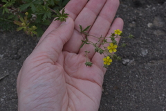 Potentilla argentea