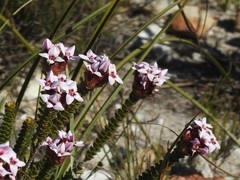Sonderothamnus speciosus