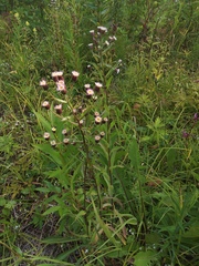 Erigeron acris kamtschaticus