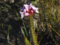 Sonderothamnus speciosus