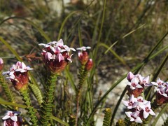 Sonderothamnus speciosus