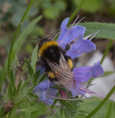 Bombus