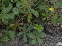 Potentilla argentea
