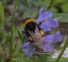 Bombus