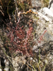 Ventiflora