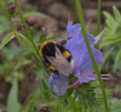 Bombus