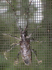 Monochamus maculosus