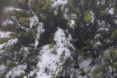 Cliffortia paucistaminea