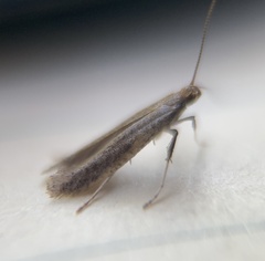 Caloptilia hypericella