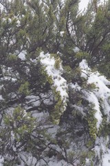 Cliffortia paucistaminea