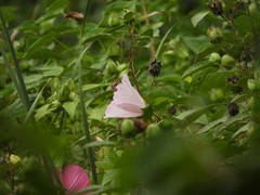 Hibiscus laevis
