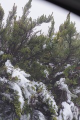 Cliffortia paucistaminea