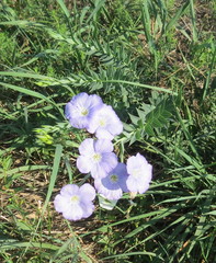 Linum nervosum