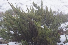 Cliffortia paucistaminea