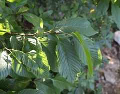 Rhamnus fallax