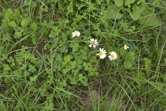 Tripleurospermum inodorum