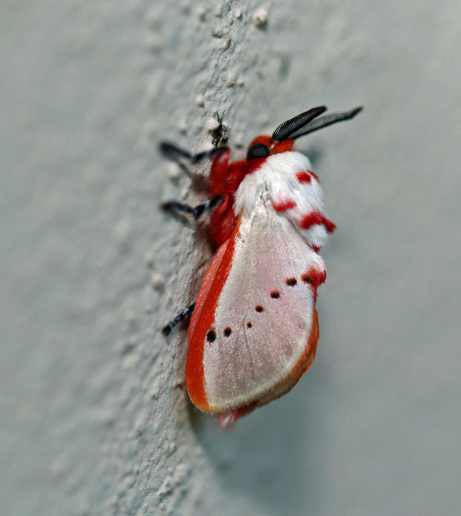 Trosia semirufa