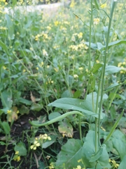 Brassica