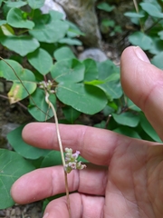 Cuscuta monogyna