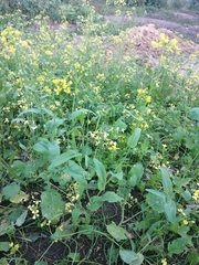 Brassica
